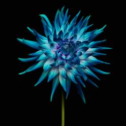 Nahaufnahme einer blauen Blume vor schwarzem Hintergrund - EYF04378