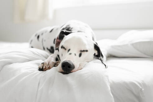 Nahaufnahme eines im Bett schlafenden Hundes - EYF04380