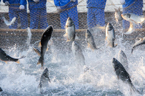 Fische, die ins Wasser springen - EYF04480