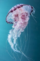 Close-Up Of Jellyfish Swimming In Sea - EYF04495