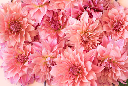 Vollbildaufnahme von rosa Dahlienblüten - EYF04505
