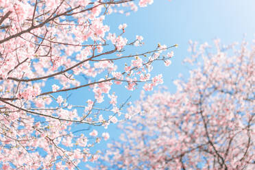 Low Angle View Of Cherry Blossoms Against Sky - EYF04545