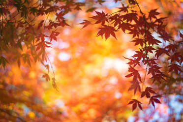 Close-Up Of Maple Leaves Against Blurred Background - EYF04623