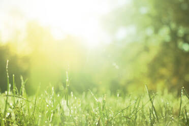 Close-Up Of Wet Grass - EYF04648