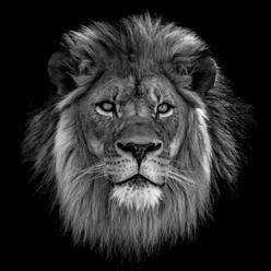 Close-Up Of Lion Against Black Background - EYF04686