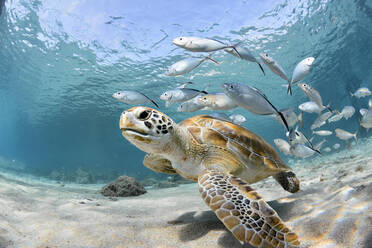 Fishes And Turtle Swimming In Sea - EYF04733