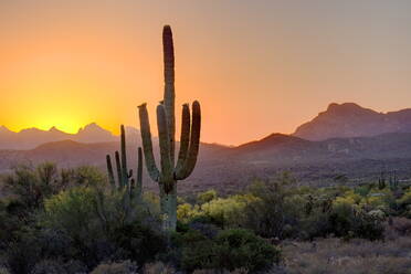 Saguaro Kaktus und Bäume wachsen auf Feld gegen den Himmel bei Sonnenuntergang - EYF04744