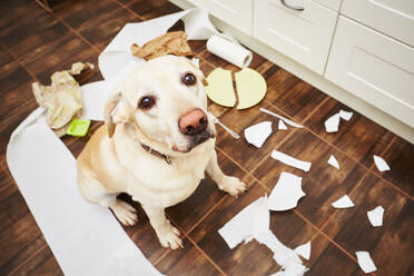 High Angle Porträt des Hundes sitzen mit Trash in der Küche - EYF04745