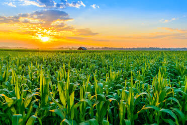 Pflanzen wachsen auf dem Feld gegen den Himmel bei Sonnenuntergang - EYF04785