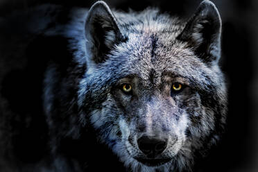 Close-Up-Porträt von Wolf stehend gegen schwarzen Hintergrund - EYF04797