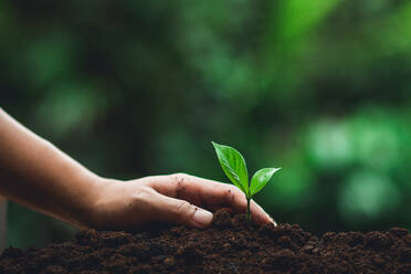 Cropped Hand Planting Seedling In Dirt - EYF04802