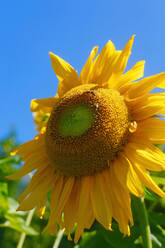 Germany, Close-up of blooming sunflower - JTF01532