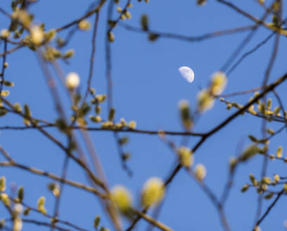 Deutschland, Low angle view of half moon glowing through tree branches at dusk - HUSF00124