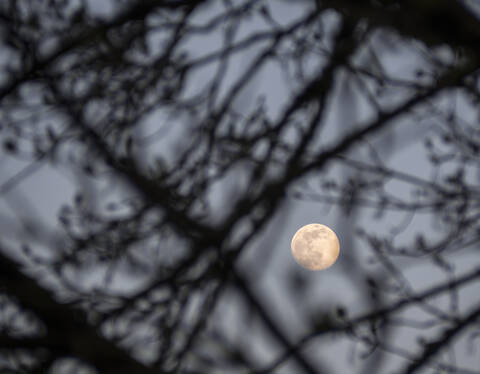 Germany, Low angle view of full moon glowing through tree branches stock photo