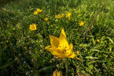 Deutschland, Nahaufnahme einer blühenden Wildtulpe (Tulipa sylvestris) im Frühling - NDF01045