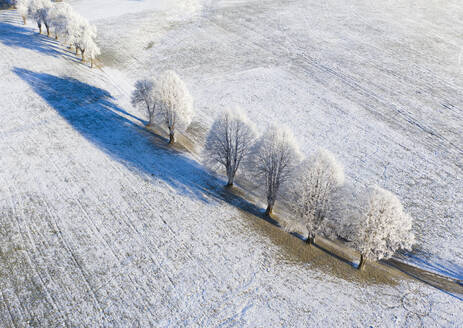 Deutschland, Bayern, Gaissach, Drohnenansicht einer Baumreihe in einem schneebedeckten Feld - SIEF09764