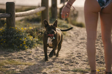 Hund läuft am Strand, Almeria, Spanien - MPPF00815