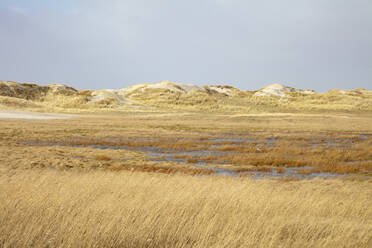 Deutschland, Schleswig-Holstein, Sankt Peter-Ording, Grasbewachsene Sanddünen im Nationalpark Wattenmeer - WIF04230