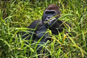 Zentralafrikanische Republik, Porträt des Westlichen Flachlandgorillas (Gorilla gorilla gorilla) im Gras sitzend - DSGF01936