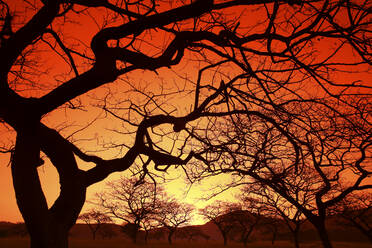 Eswatini, Silhouetten von kahlen Bäumen gegen feurigen Himmel bei Sonnenuntergang - DSGF01945