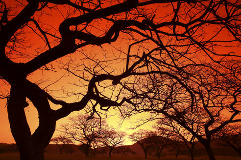 Eswatini, Silhouetten von kahlen Bäumen gegen feurigen Himmel bei Sonnenuntergang - DSGF01945