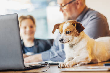 Dog lying on desk with father and son in background - MJF02504