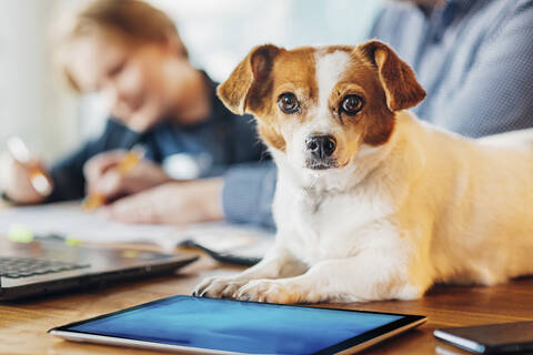 Dog lying on desk with father and son in background stock photo