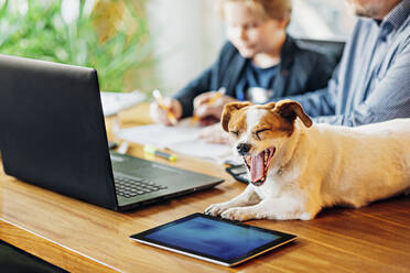 Yawning dog lying on desk with father and son in background - MJF02506
