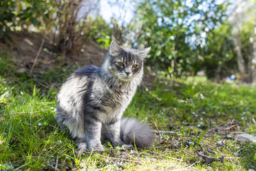 Portrait of young gray cat sitting on grass - SARF04533
