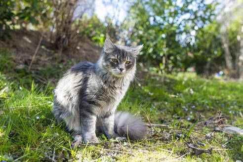 Porträt einer jungen grauen Katze, die im Gras sitzt - SARF04533