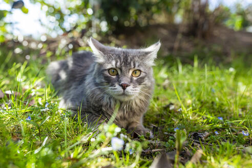 Porträt einer jungen grauen Katze, die im Gras liegt - SARF04534