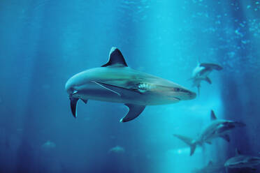 Low Angle View of Haie schwimmen im Aquarium - EYF04841