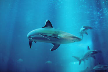 Low Angle View Of Sharks Swimming In Aquarium - EYF04841