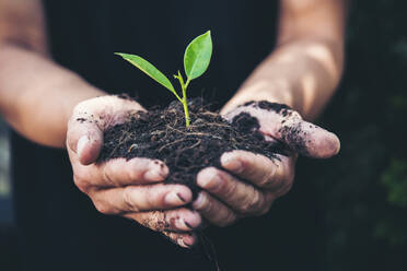 Close-Up Of Hand Holding Plant - EYF04889