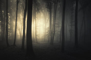 Bäume im Wald bei nebligem Wetter - EYF04905