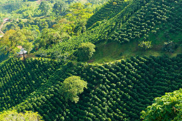 Scenic View Of Coffee Farm On Hill - EYF04949