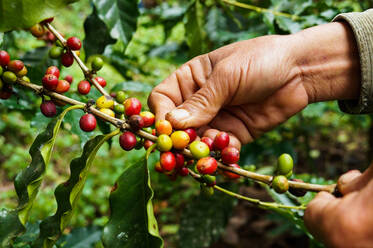 Nahaufnahme der Hand, die Kaffeebohnen hält, die am Baum wachsen - EYF04951