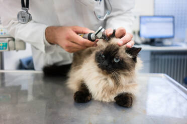 Tierarzt prüft Katzenohr in der Klinik - EYF04975