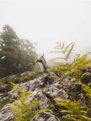 Spanien, Kantabrien, Baumstumpf im nebligen Gebirge - FVSF00157