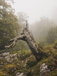 Spain, Cantabria, Tree stump in foggy mountains - FVSF00158