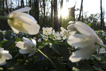 Deutschland, Sonnenuntergang über einem Beet mit blühenden Buschwindröschen (Anemone nemorosa) - JTF01538