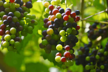 Italien, Nahaufnahme von Weintrauben im Sommerweinberg - JTF01542