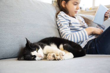 Porträt einer Katze, die auf der Couch schläft, mit einem Mädchen, das ein digitales Tablet im Hintergrund benutzt - LVF08823