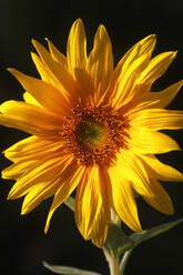 Deutschland, Kopf einer blühenden Sonnenblume - JTF01544