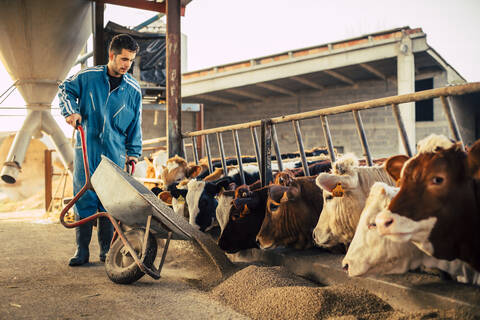 Young farmer wearing blue overall while feeding the calves on his farm stock photo