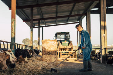 Junger Landwirt in blauem Overall beim Füttern von Kälbern mit Stroh auf seinem Bauernhof - ACPF00700