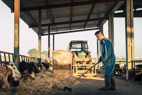 Young farmer wearing blue overall while feeding straw to calves on his farm - ACPF00700