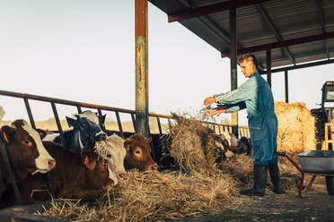 Young farmer wearing blue overall while feeding straw to calves on his farm - ACPF00705