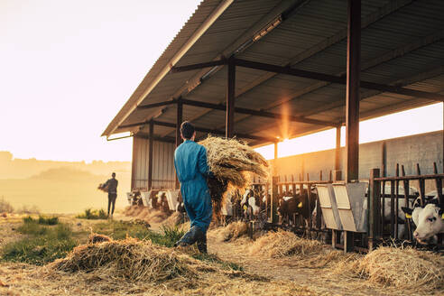Junger Landwirt in blauem Overall beim Füttern von Kälbern mit Stroh auf seinem Bauernhof - ACPF00709