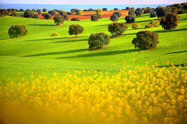 Spanien, Provinz Guadalajara, Kastilien-La Mancha, Rand eines Rapsfeldes und grüne Weide im Frühling - DSGF01957